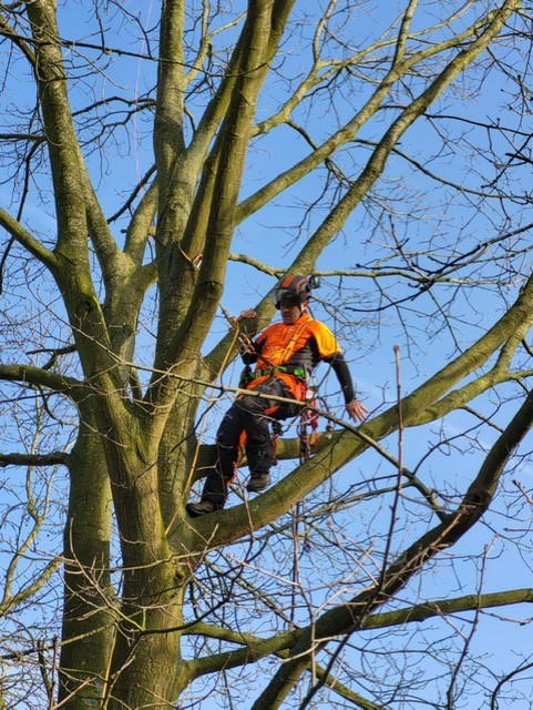 tuinaannemers Aalst Sepe Tuinonderhoud & Boomverzorging